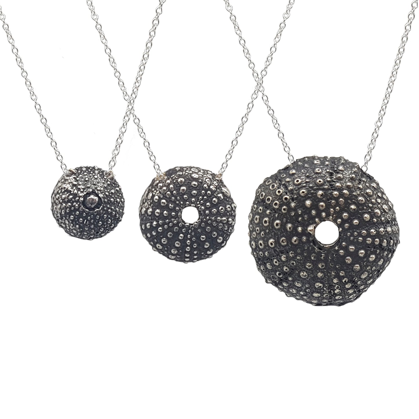 Erizos de mar plata oxidada