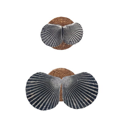 Pendientes Conchas de plata oxidada